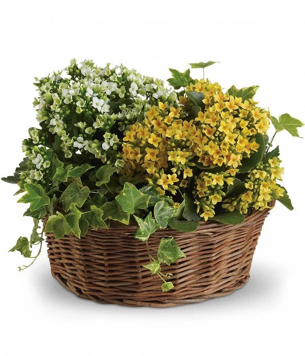 Jardinière Ultra Décorative (Plantapalooza III) – Plantes pour Maison ou Bureau