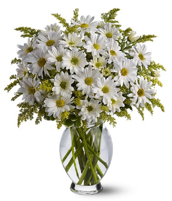 Bouquet de marguerites blanches classiques fraîches pour la décoration intérieure et les événements