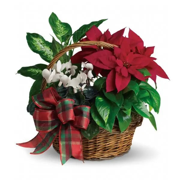 Holiday Poinsettia Basket Fleur Québec