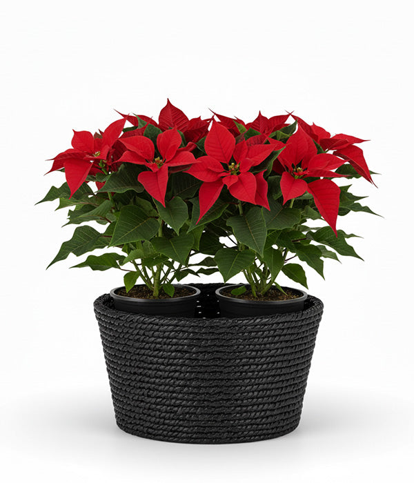 Panier de poinsettias élégant