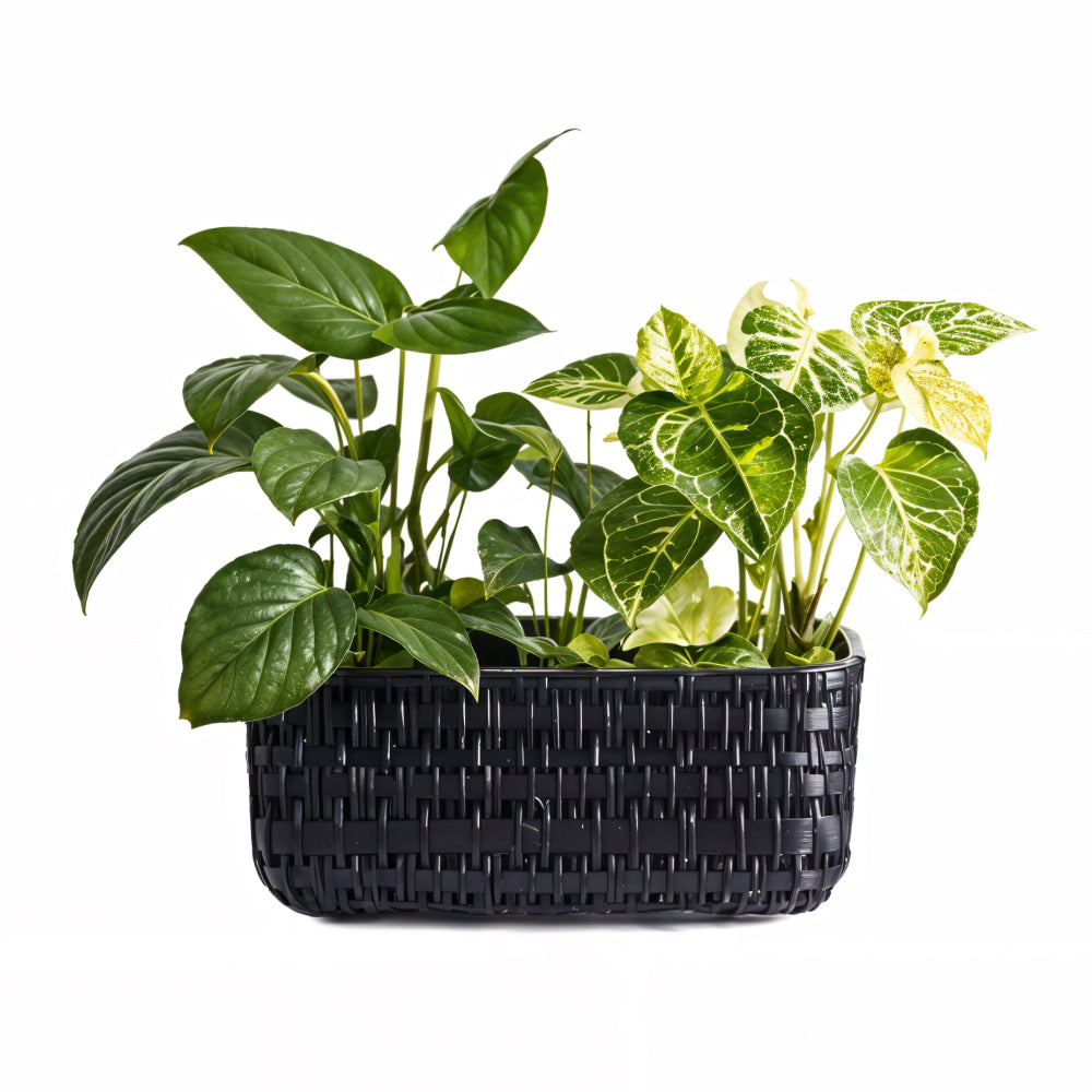 Panier Bambou "Tropique Moderne" - 2 Plantes d'Intérieur
