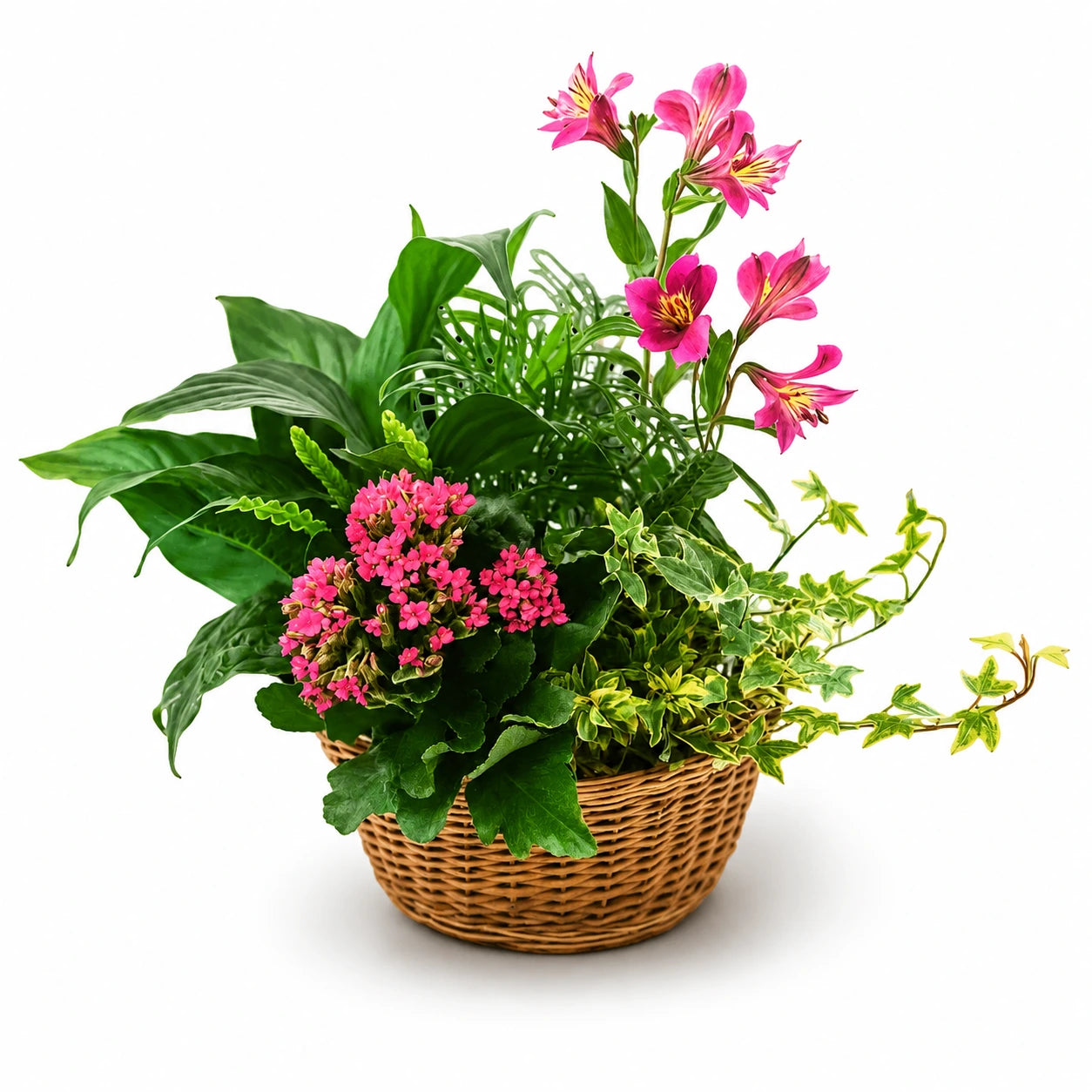 Panier Tropicale - "Plantapalooza II"