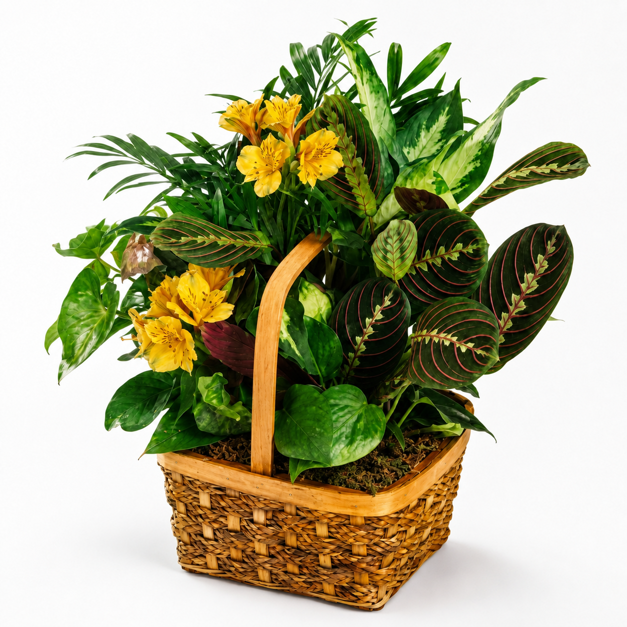 Panier de Plantes Reflets Arc-en-Ciel