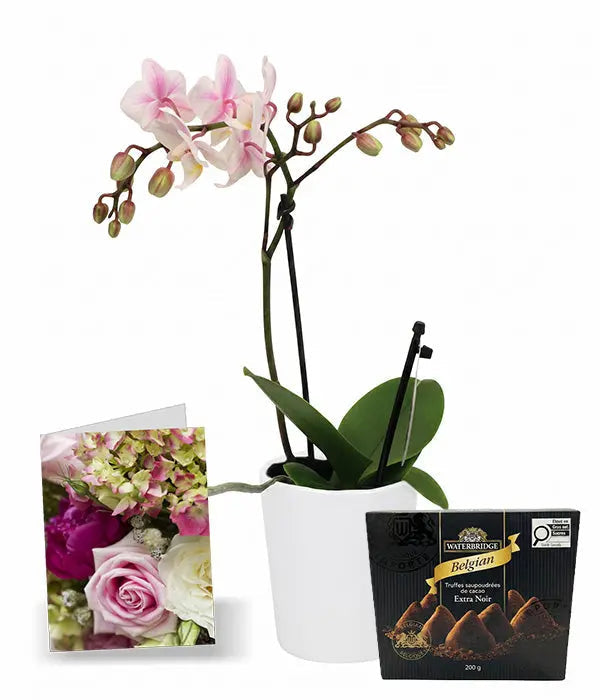Orchidée Phalaenopsis en pot avec carte et truffes