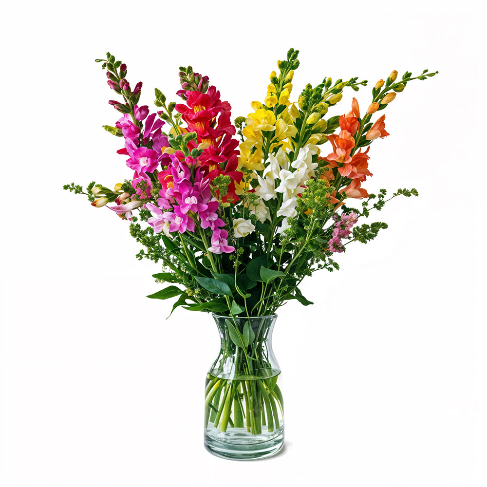 Vibrant Super Snapdragons: colorful flowers for your garden