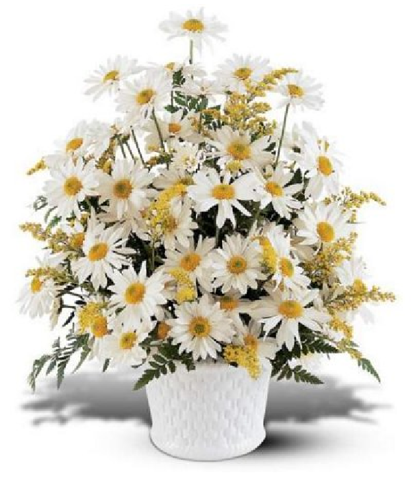 Le voyage des colombes : une aventure captivante Fleur Québec