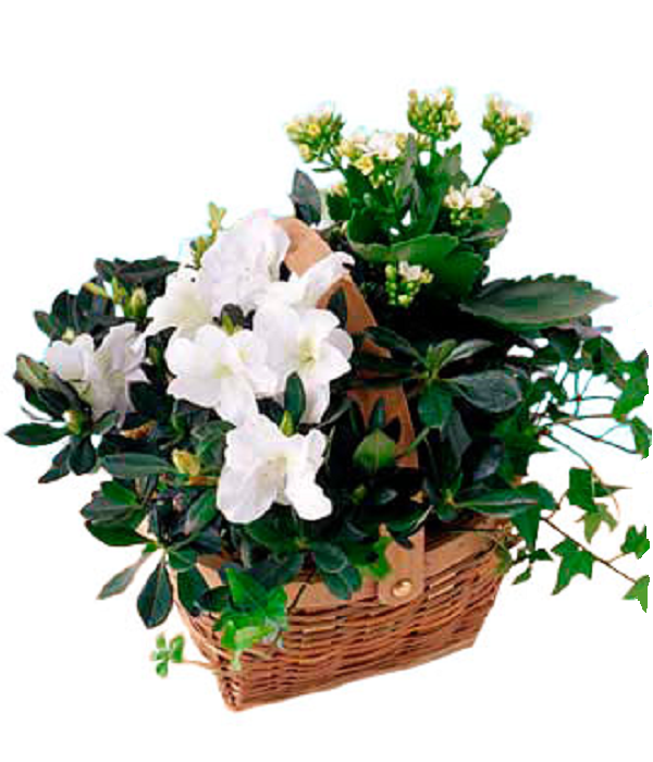 élégante jardinière de panier à fleurs blanches