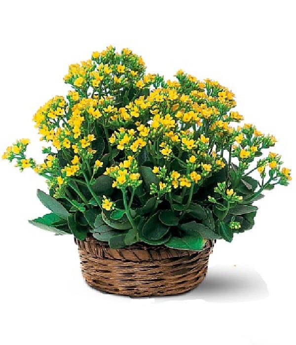 Plante de kalanchoé à floraison vibrante pour la décoration intérieure et extérieure