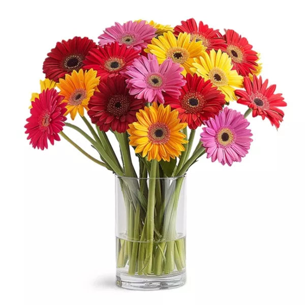 Classic Rainbow Gerbera Bouquet - Flower Delivery New Zealand