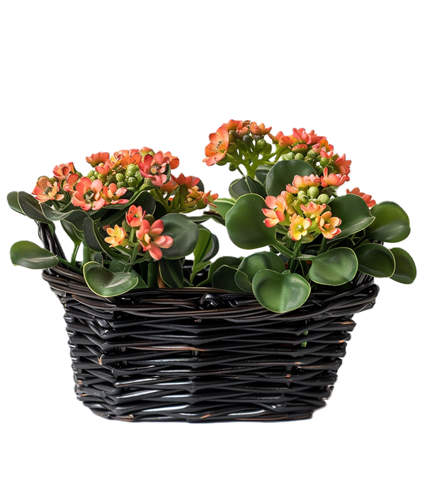 Kalanchoe Harmony : une plante succulente d’intérieur vibrante pour la décoration intérieure