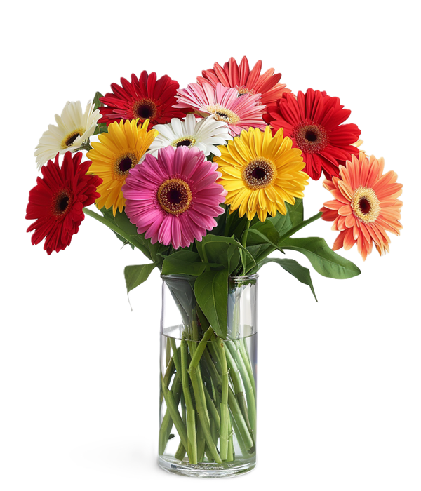 Vibrant Rainbow Gerbera Daisy Bouquet de fleurs Livraison Fleur Québec