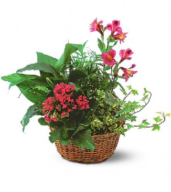 Plantapalooza II : Festival des plantes ultimes et exposition de jardinage