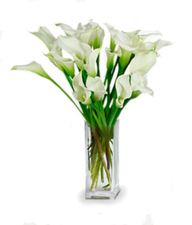 Achetez 20 lys Calla élégants - de superbes fleurs fraîches pour toutes les occasions