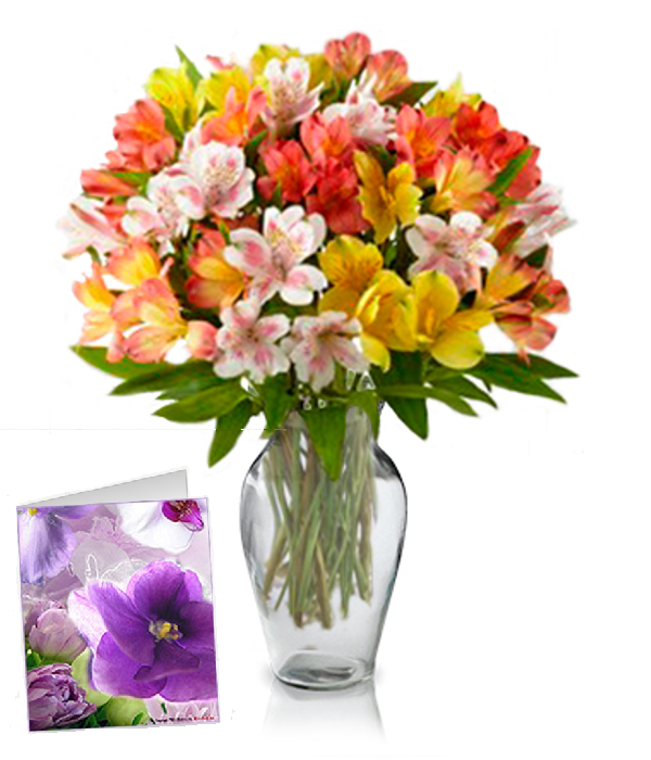 Bouquet de 50 fleurs d’Alstroemeria - Livraison de fleurs fraîches et vibrantes