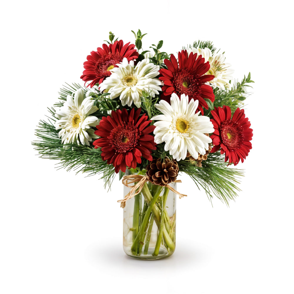 Bouquet "Festives d’étoiles" Gerberas Rouge & Blanc (12 Tiges) – Bouquet Des Fêtes - Fleur Quebec
