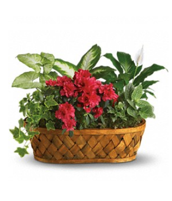 Décoration de jardin extérieur vibrante : plantes et accessoires colorés