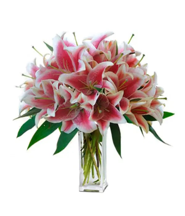 Beauté de lys Stargazer, format géant