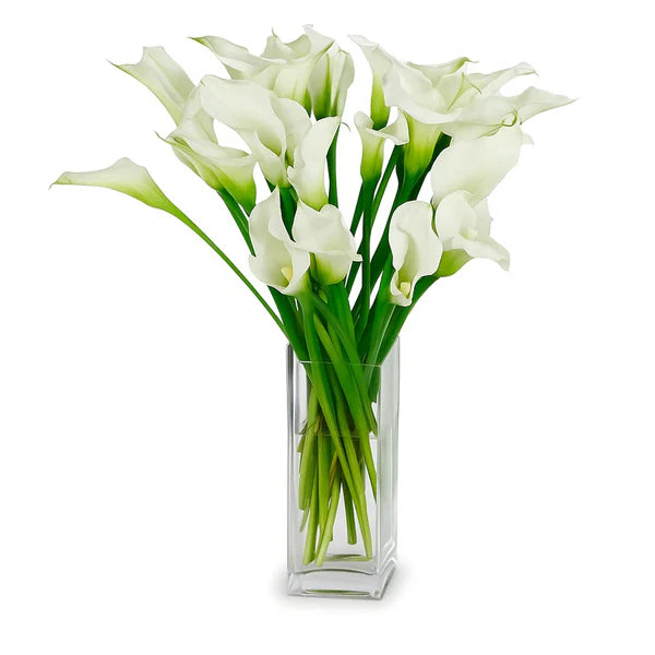 Achetez 20 lys Calla élégants - de superbes fleurs fraîches pour toutes les occasions