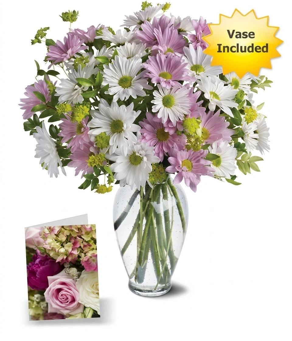 Chrysanthème Collection d'Amour 2