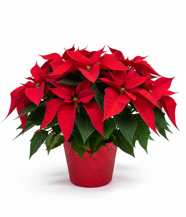 Panier de poinsettias de luxe