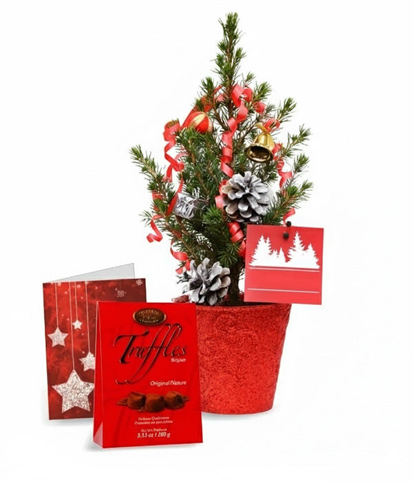 Mini Sapin de Noël Vivant II