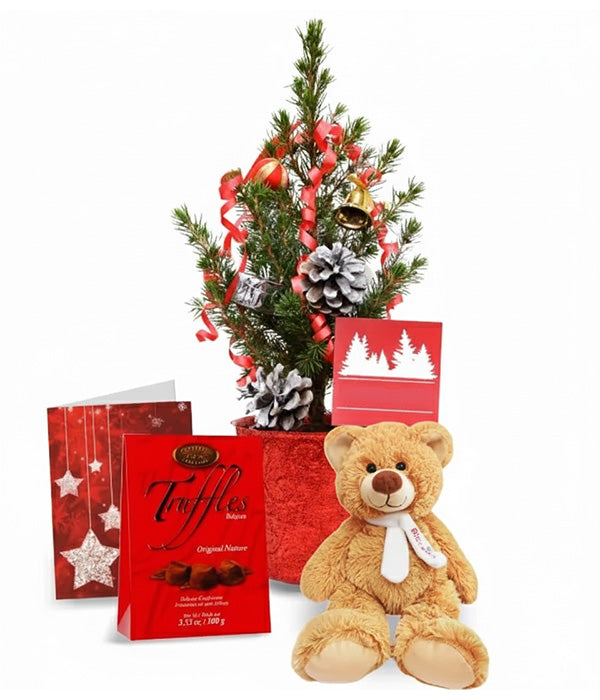 Mini Sapin de Noël Vivant IV