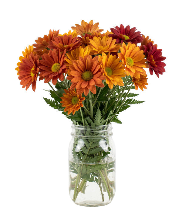 Marguerites d'Automne en Pot Mason