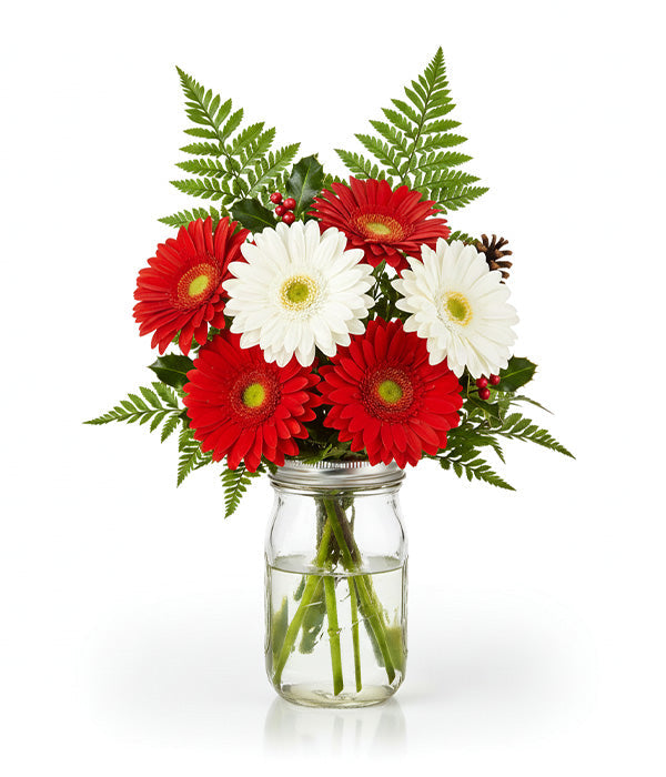 Christmas Gerbera daisies in mason jar