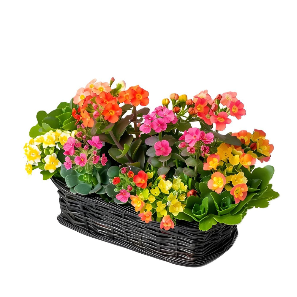 Black Bamboo Basket "Plantapalooza IV" - Multicolored Kalanchoe