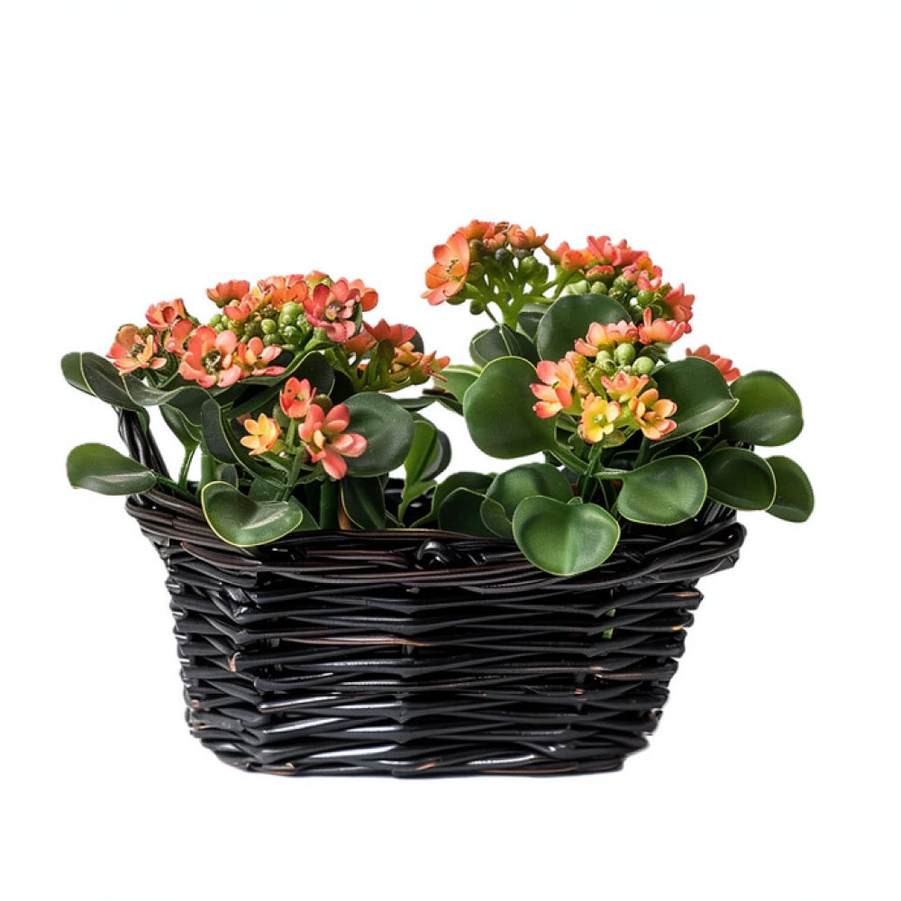 Plante Kalanchoé "Harmony" - Succulente d'Intérieur