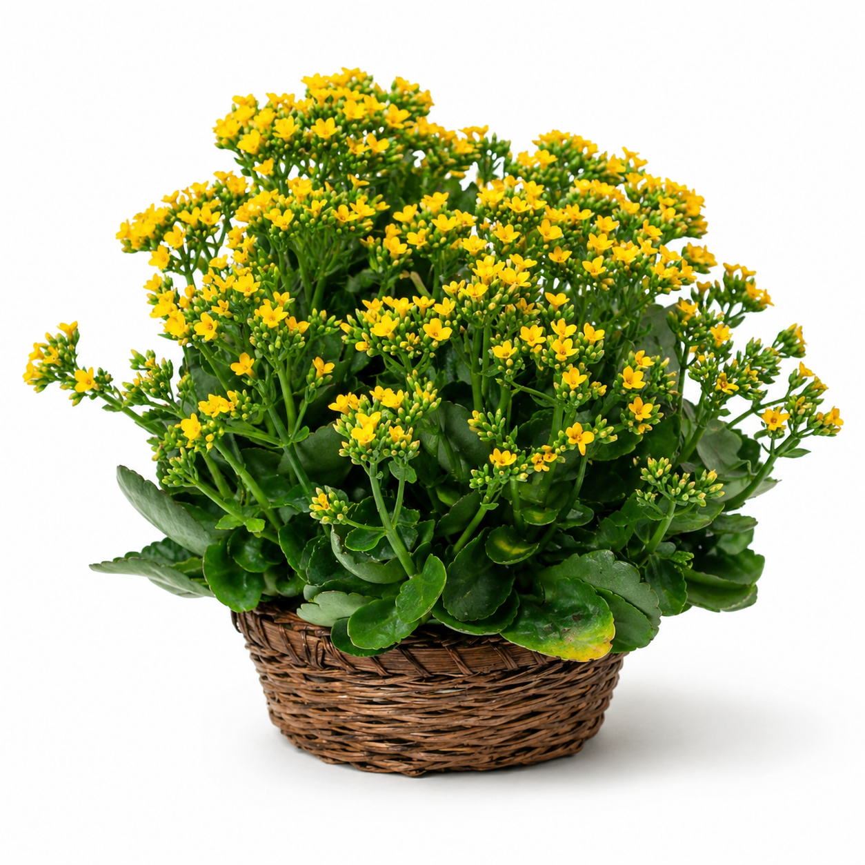 Panier Floral "Kalanchoe"