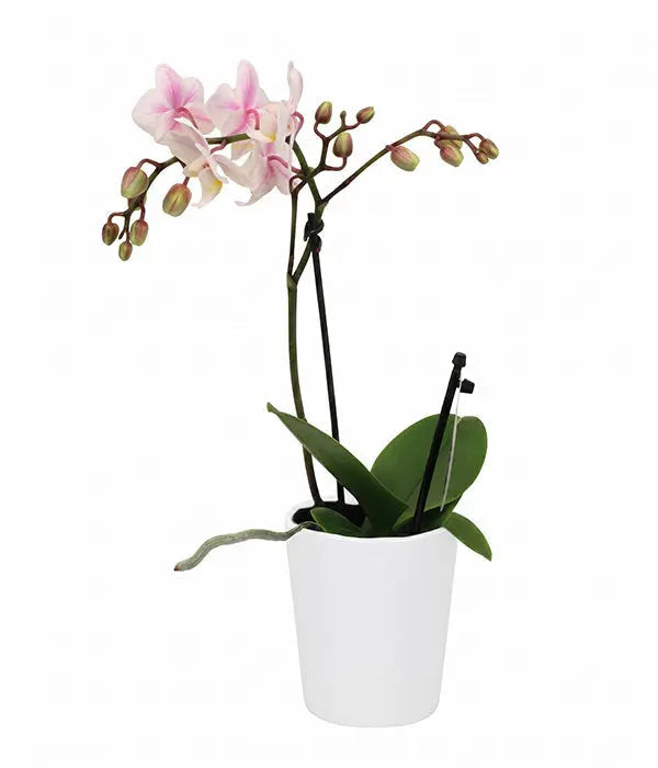 Orchidée Phalaenopsis en pot céramique