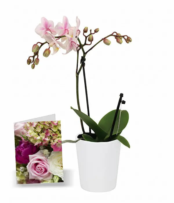 Orchidée Phalaenopsis en pot avec carte