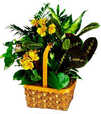 Jardinière de panier de fleurs jaune vif pour de superbes fleurs