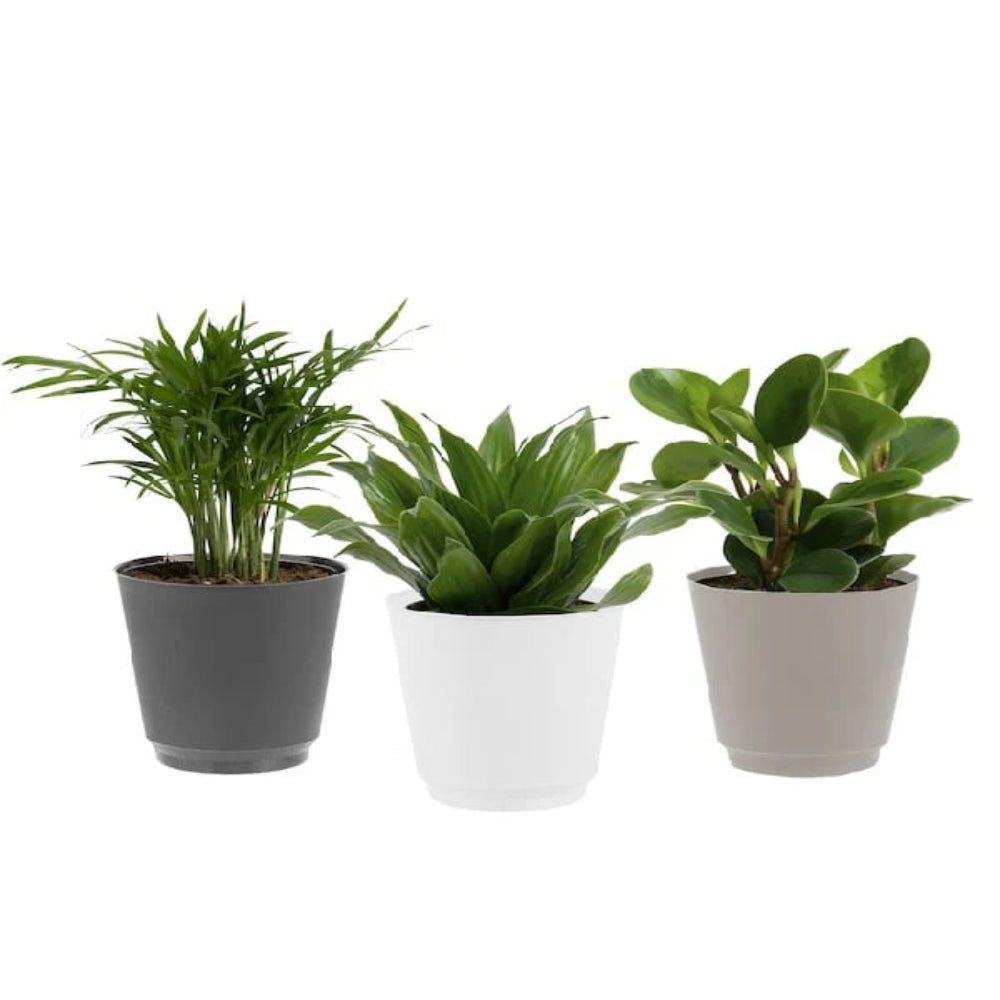 A diverse collection of exotic tropical houseplants