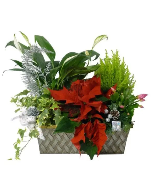 Seasons Greetings Planter Basket Fleur Québec