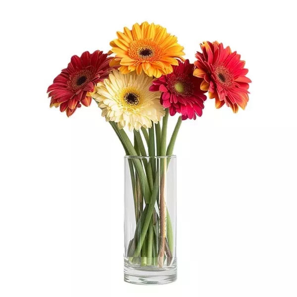 Gorgeous Gerberas - Flower Delivery New Zealand