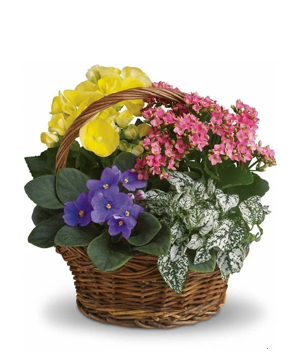 Panier/Arrangement de 4 Plantes en Pot : Panier Vif pour Bureau et Maison (10 po)