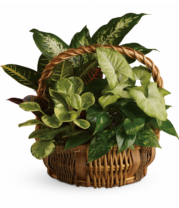 Plantapalooza : Festival ultime des plantes 2023