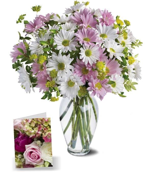 Collection Amour Chrysanthème