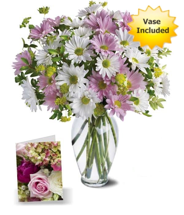 Chrysanthème Love Collection 2
