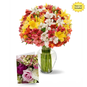 100 Fleurs d'Alstroemeria I