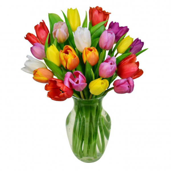 20 Tulipes du Printemps buy at Fleur Quebec