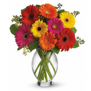 Gerbera Brillant